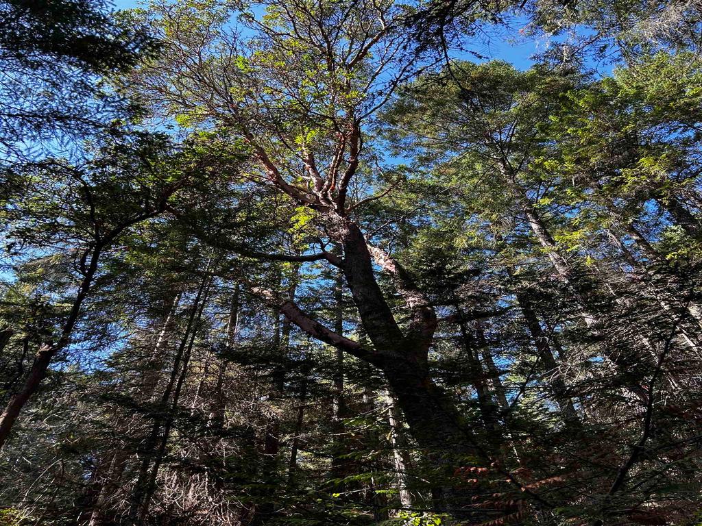 Listing Image for R2813828