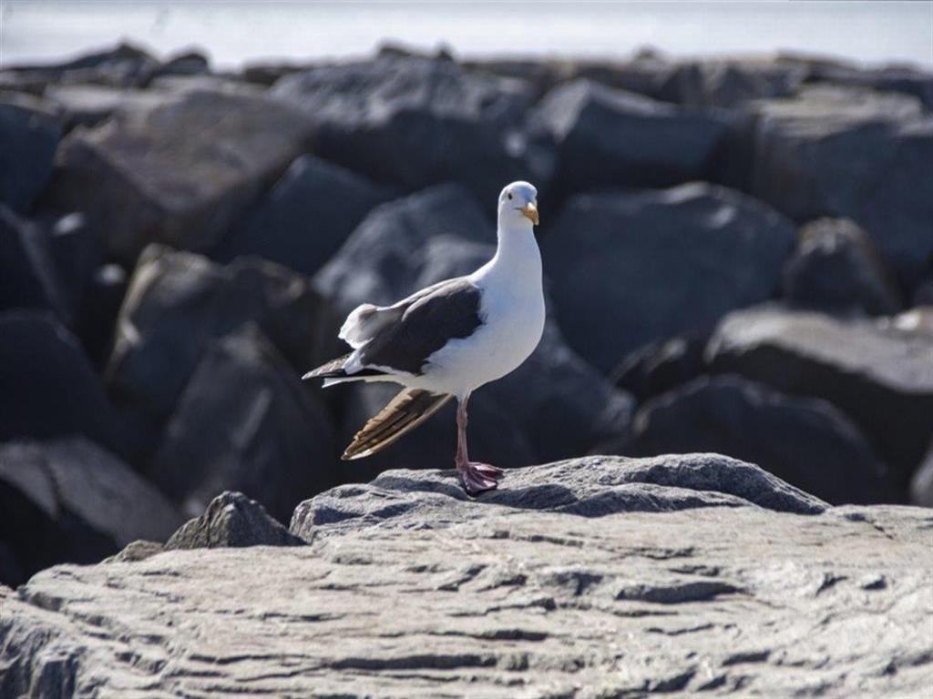 Listing Image for R2937706