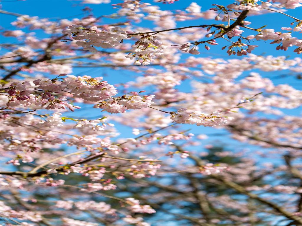 Listing Image for R3047947