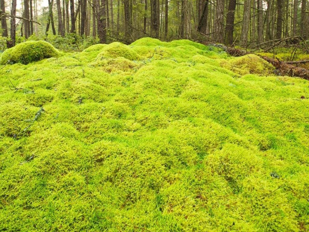 Listing Image for R3053719