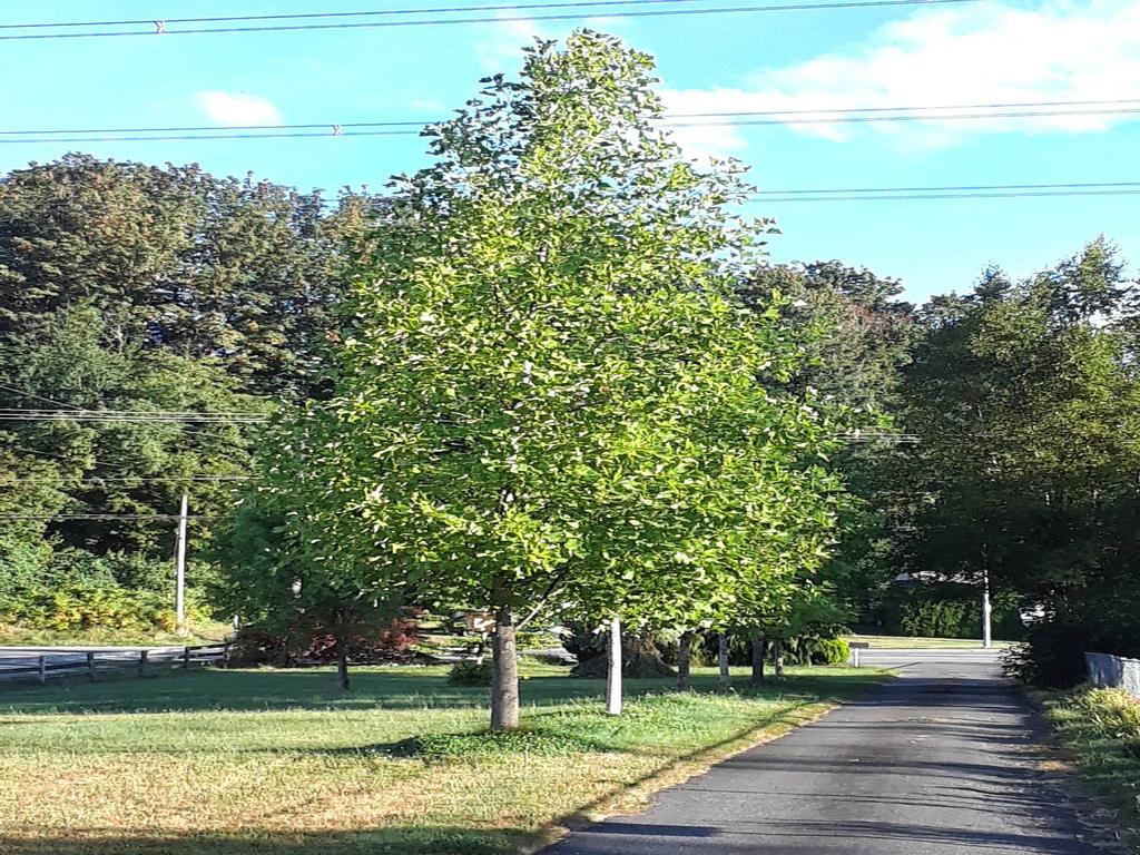 Listing Image for R3083458