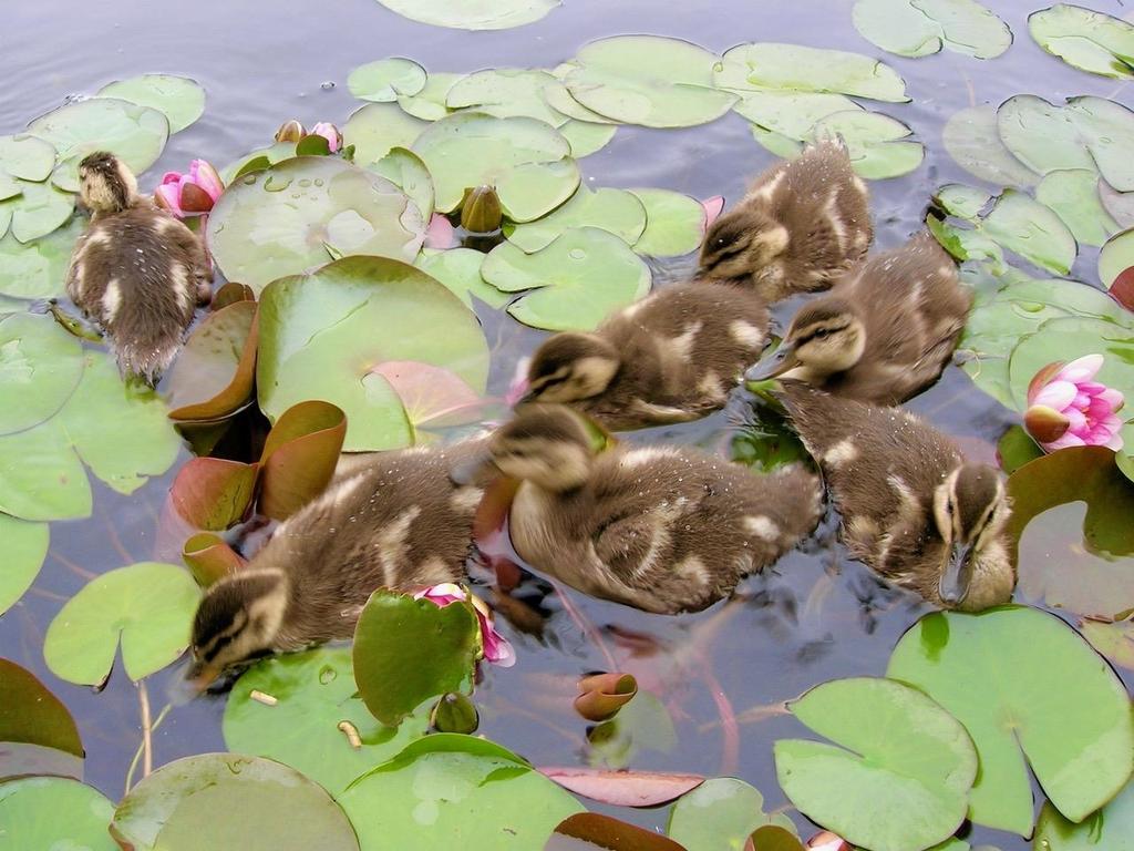 Listing Image for R3089994