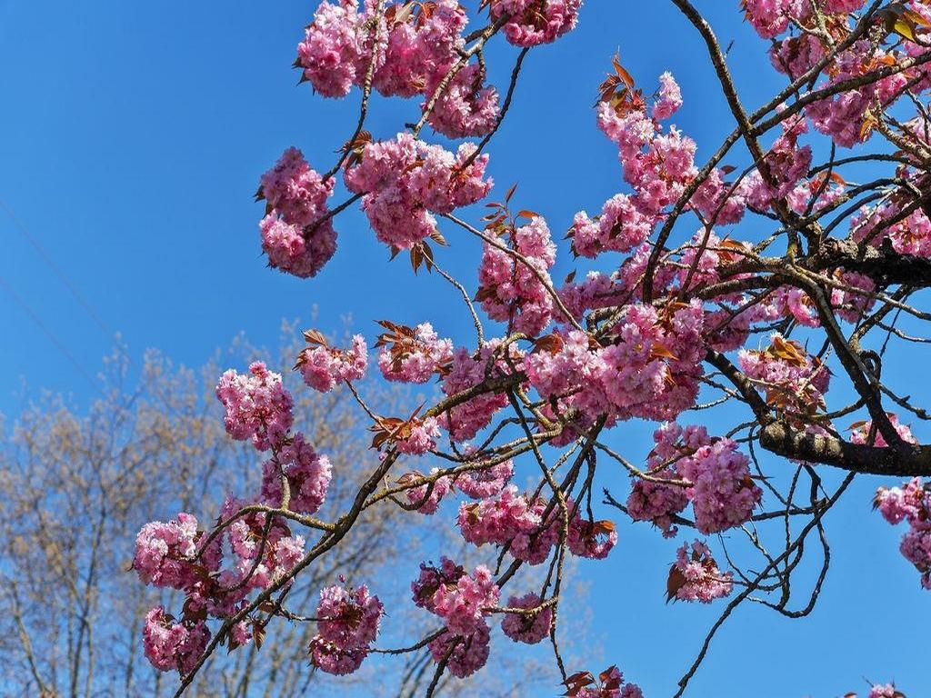 Listing Image for R3090903