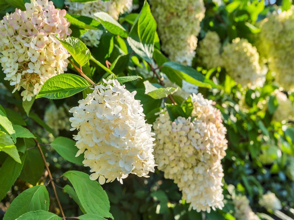 Listing Image for R3095088