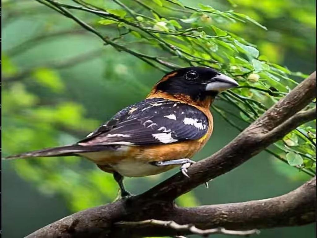 Listing Image for R3096899