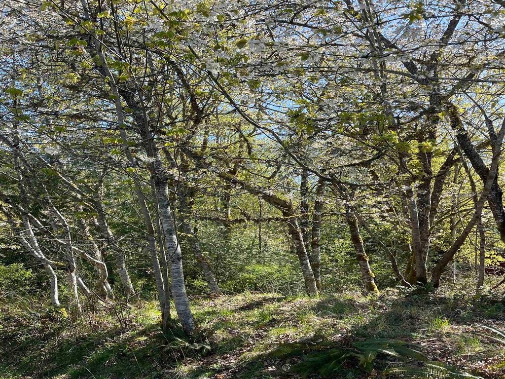 Listing Image for R3099511