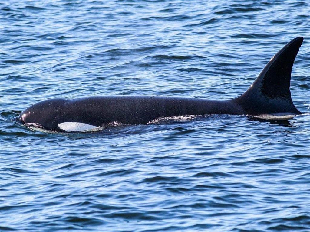 Listing Image for R3103173