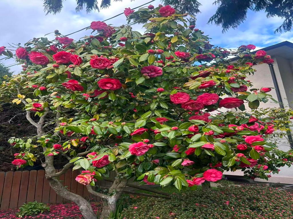 Listing Image for R3110048